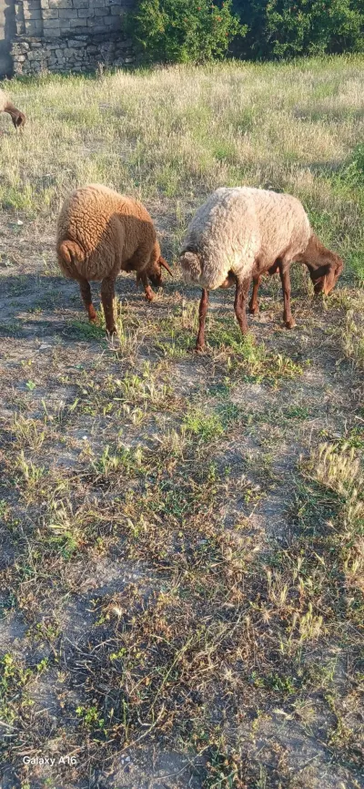 Qoyun — Heyvanlar, Quşlar, Balıqlar, Bakı