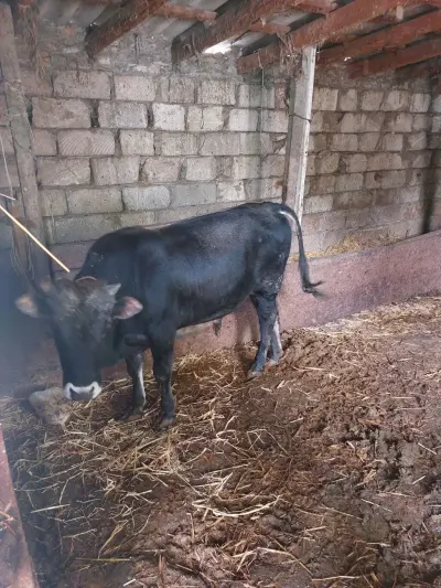 DANA — Heyvanlar, Quşlar, Balıqlar, İsmayıllı