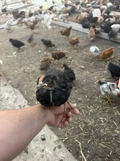 Cücə — Heyvanlar, Quşlar, Balıqlar, Gəncə — şəkil 2