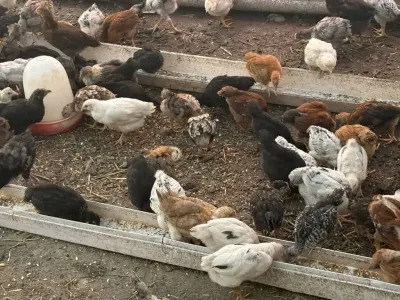 Cücə — Heyvanlar, Quşlar, Balıqlar, Gəncə