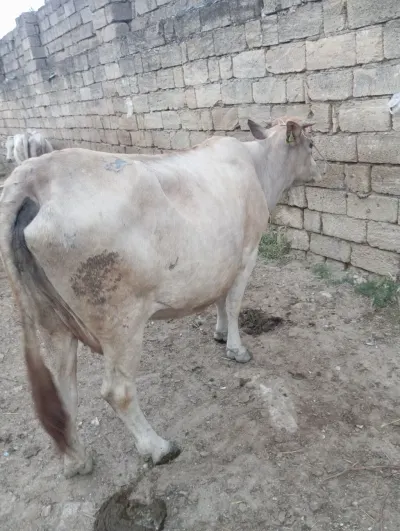 İnək — Heyvanlar, Quşlar, Balıqlar, Bakı
