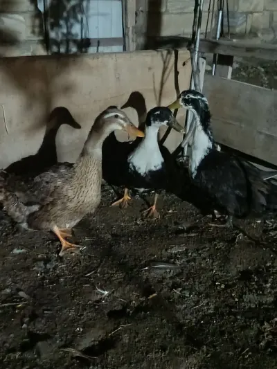 Ördək — Heyvanlar, Quşlar, Balıqlar, Sumqayıt