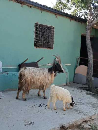 Keçi — Heyvanlar, Quşlar, Balıqlar, Bakı