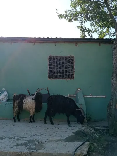 Keçi — Heyvanlar, Quşlar, Balıqlar, Bakı
