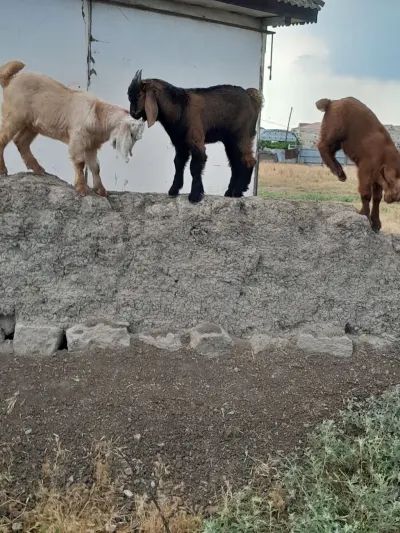 Keçi — Heyvanlar, Quşlar, Balıqlar, Ağsu