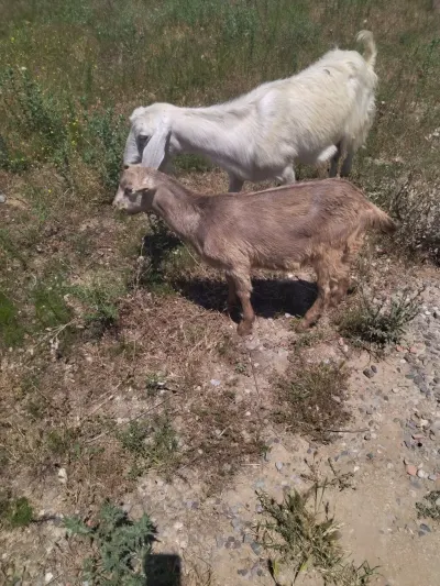 Keçi — Heyvanlar, Quşlar, Balıqlar, Bakı