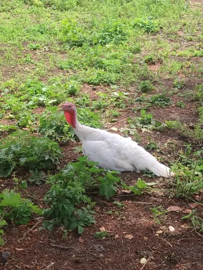 Hinduşka — Heyvanlar, Quşlar, Balıqlar, Ağstafa