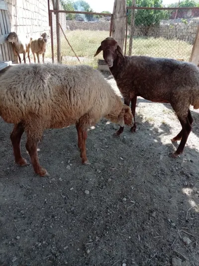 Qoyun — Heyvanlar, Quşlar, Balıqlar, Bakı
