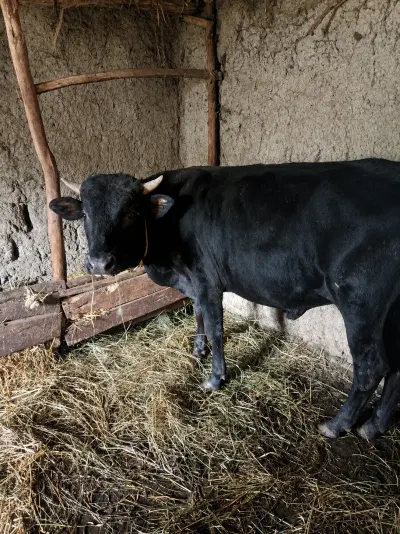 Cöngə — Heyvanlar, Quşlar, Balıqlar, Xaçmaz