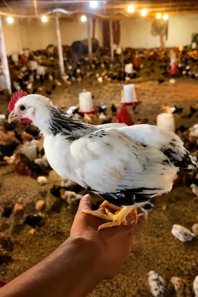 Çolpa — Heyvanlar, Quşlar, Balıqlar, Bakı