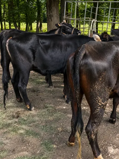 Düyə — Heyvanlar, Quşlar, Balıqlar, Masallı