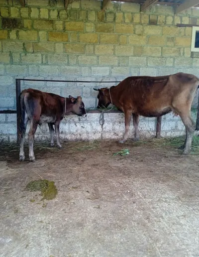 İnək — Heyvanlar, Quşlar, Balıqlar, Şabran