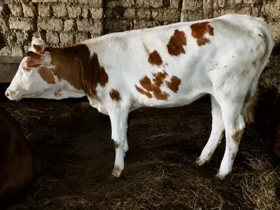 DÜYƏ — Heyvanlar, Quşlar, Balıqlar, Xaçmaz