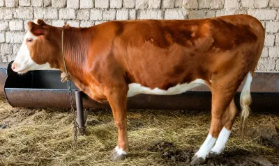 Düyə — Heyvanlar, Quşlar, Balıqlar, Xaçmaz — şəkil 3