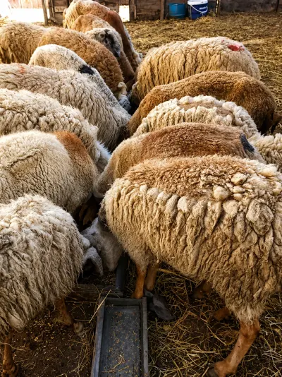 Qoyun — Heyvanlar, Quşlar, Balıqlar, Bakı