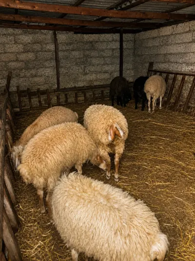 Quzu — Heyvanlar, Quşlar, Balıqlar, Bakı