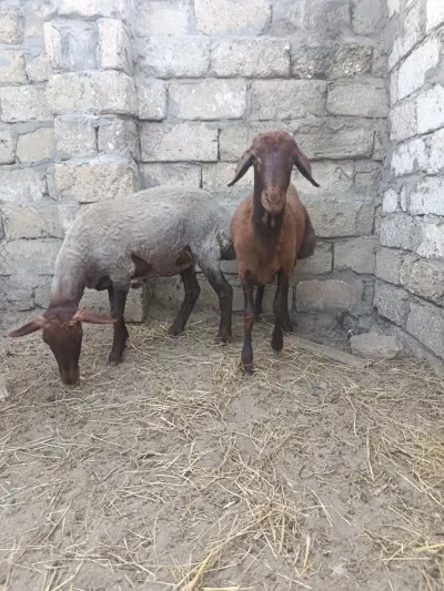 Quzu — Heyvanlar, Quşlar, Balıqlar, Bakı