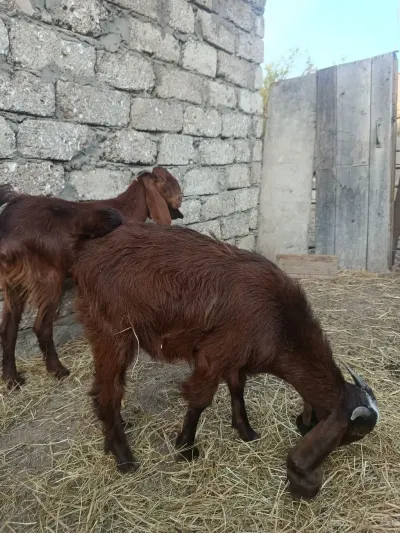 Keçi — Heyvanlar, Quşlar, Balıqlar, Bakı