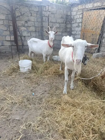 Keçi — Heyvanlar, Quşlar, Balıqlar, Bakı