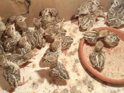Kəklik — Heyvanlar, Quşlar, Balıqlar, Quba