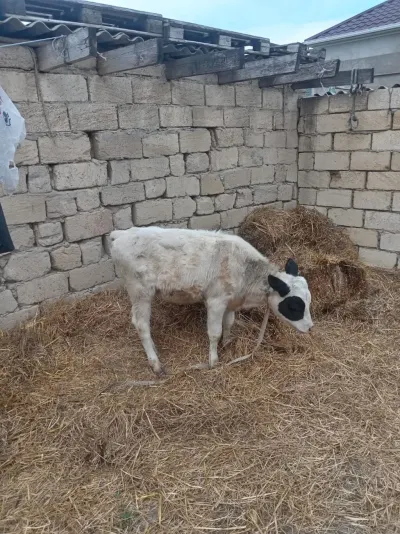 Dana — Heyvanlar, Quşlar, Balıqlar, Bakı