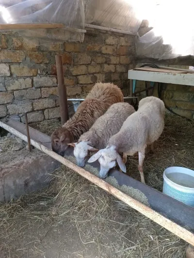 Quzu — Heyvanlar, Quşlar, Balıqlar, Bakı