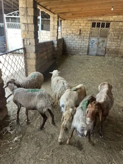 Qoyun — Heyvanlar, Quşlar, Balıqlar, Bakı