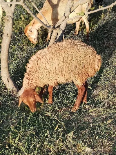 Qoyun — Heyvanlar, Quşlar, Balıqlar, Bakı — şəkil 2