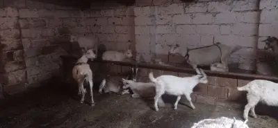 Keçi — Heyvanlar, Quşlar, Balıqlar, Bakı
