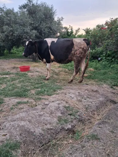 İnək — Heyvanlar, Quşlar, Balıqlar, Quba
