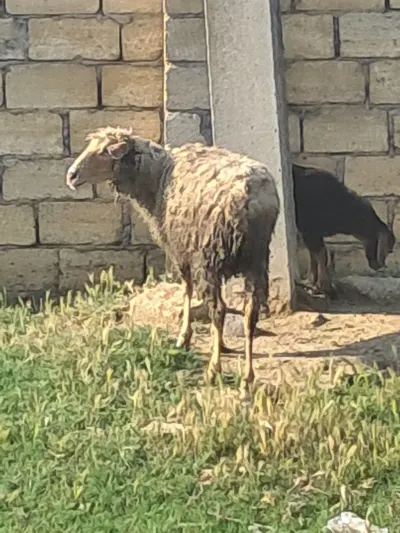 Qoyun — Heyvanlar, Quşlar, Balıqlar, Bakı
