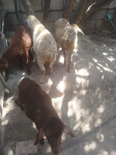 Quzu — Heyvanlar, Quşlar, Balıqlar, Bakı