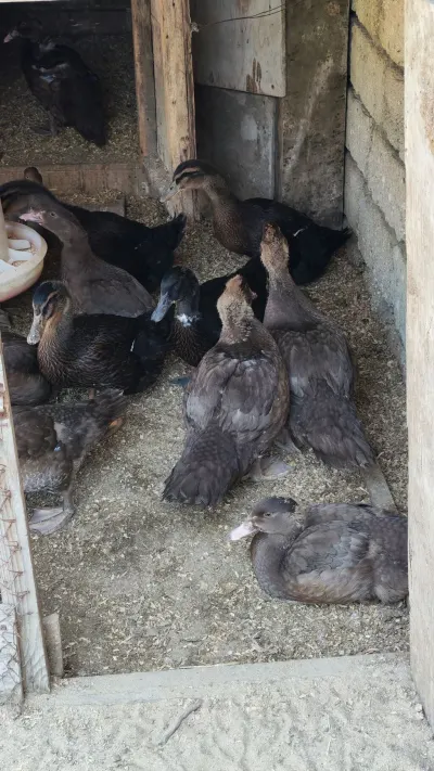 Ördək — Heyvanlar, Quşlar, Balıqlar, Bakı