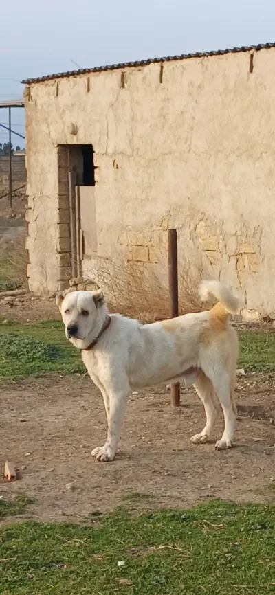 İt — Heyvanlar, Quşlar, Balıqlar, Bakı