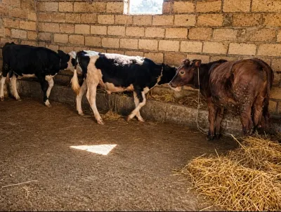 Dana — Heyvanlar, Quşlar, Balıqlar, Şabran